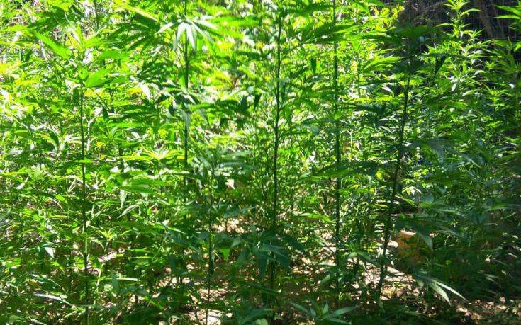 Καλλιεργητής κάνναβης πιάστηκε στα… πράσα