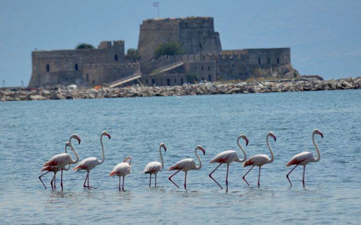 Τα φλαμίνγκο επέστρεψαν στον υδροβιότοπο Ναυπλίου-Νέας Κίου