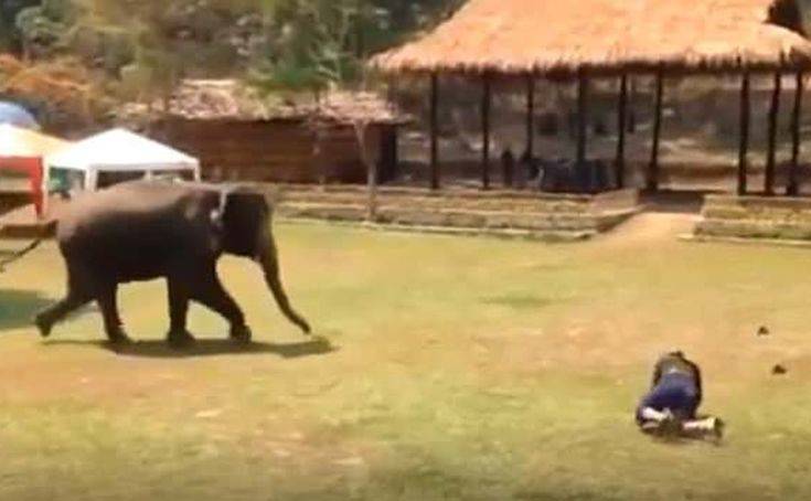 Ελέφαντας βλέπει τον φροντιστή να «κινδυνεύει» και σπεύδει να τον σώσει