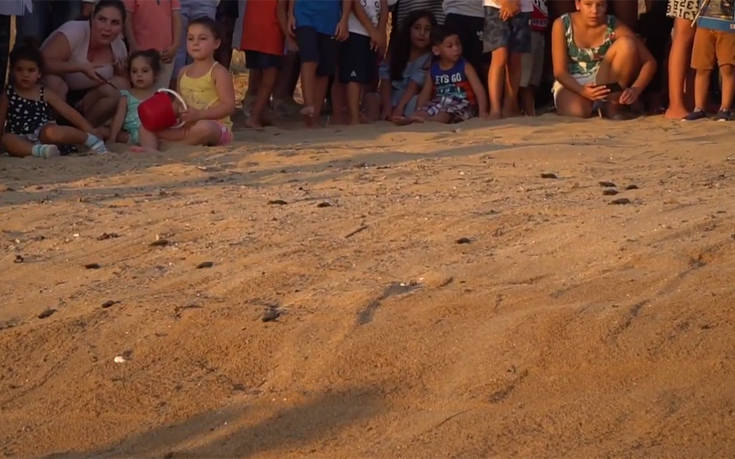 Νεογέννητες καρέτα καρέτα κολυμπούν στη Μεσόγειο εν μέσω χειροκροτημάτων