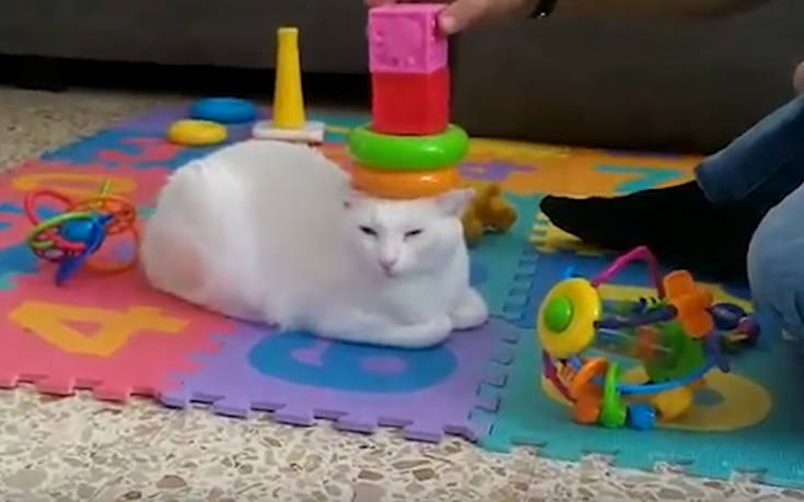 Καταστάσεις που δημιουργούν μόνο οι γάτες