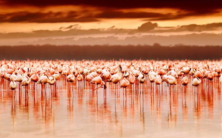 Μια ροζ λίμνη στην Κένυα