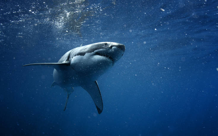 Νεκρός τουρίστας από επίθεση καρχαρία στην Ερυθρά Θάλασσα