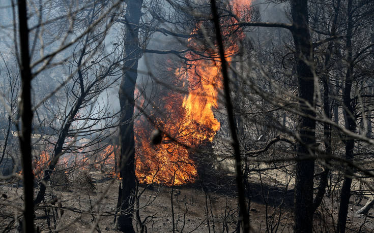 Σε εξέλιξη φωτιά σε δασική περιοχή στη Λευκίμη Αλεξανδρούπολης