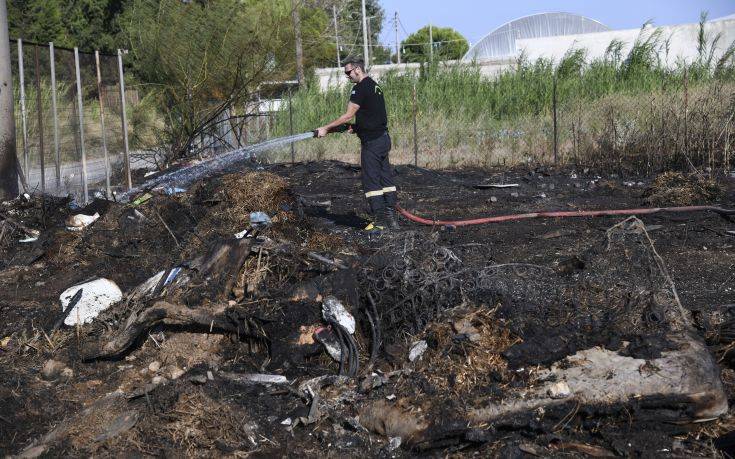 Μικρής έκτασης η φωτιά στη Γαλάζια Ακτή του Σχινιά