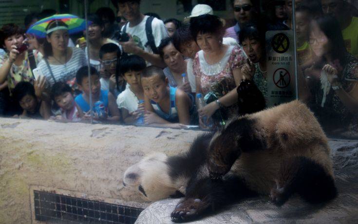 Πρόστιμα σε όσους ταΐζουν τα ζώα θα επιβάλει ο Ζωολογικός Κήπος του Πεκίνου