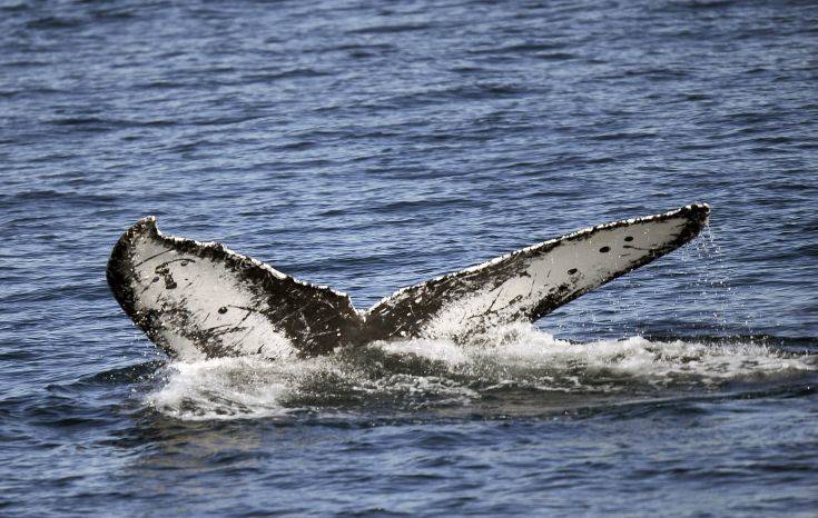 Σπάνια μπλε φάλαινα βρέθηκε νεκρή στις ακτές της Ιαπωνίας