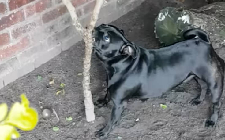 Σκύλος τσακώνεται με&#8230; δέντρο