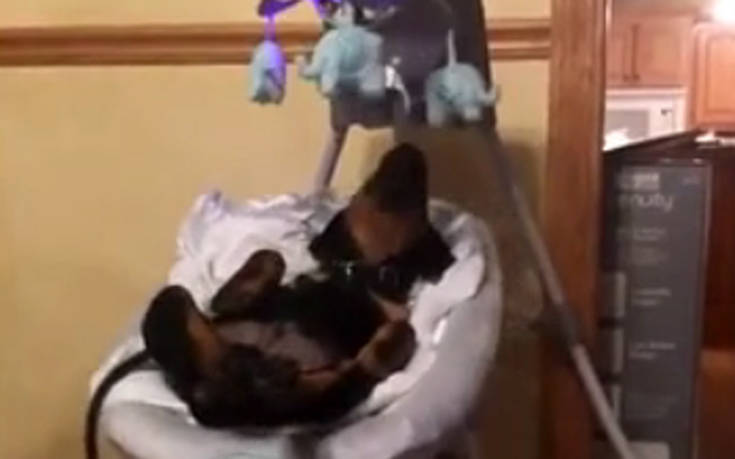 Ροτβάιλερ απολαμβάνει το ριλάξ σαν μωρό!