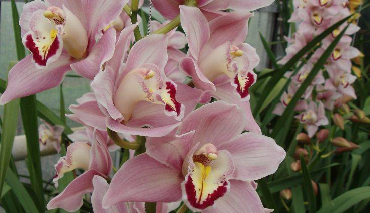 Και όμως καλλιεργούνται ορχιδέες στην Ελλάδα εδώ και 40 χρόνια