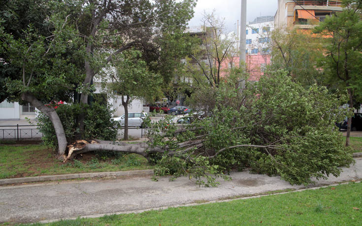 Πτώσεις δέντρων λόγων των ισχυρών ανέμων στη Θεσσαλονίκη