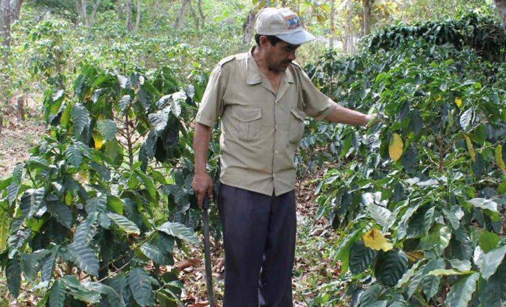 Το μεγάλο στοίχημα του Ελ Σαλβαδόρ είναι ο… καφές