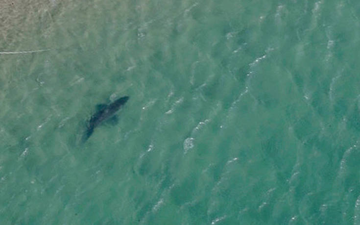 Τα «Σαγόνια του καρχαρία» έζησαν τουρίστες σε παραλία των ΗΠΑ