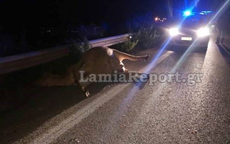 Αυτοκίνητο τράκαρε με… αδέσποτη αγελάδα