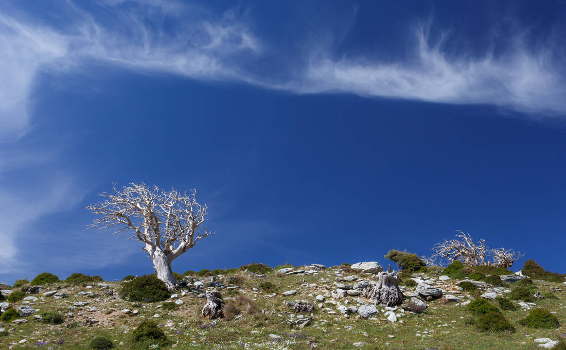 Η μυστηριώδης Όχη στην Κάρυστο