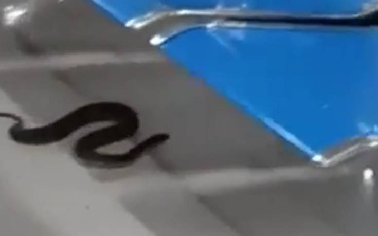 Δείτε ένα φίδι να σπέρνει πανικό σε αεροδρόμιο