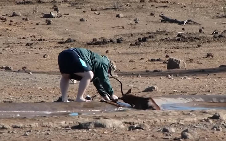 Τουρίστας σταματά και σώζει άγριο ζώο που κόλλησε στη λάσπη