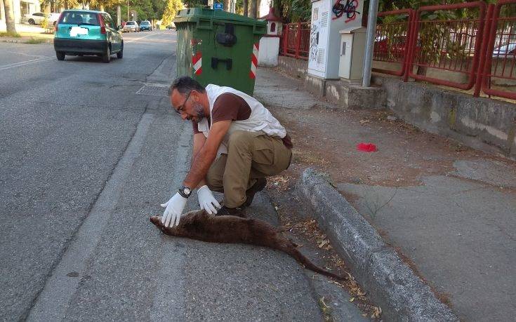 Αυτοκίνητο χτύπησε και σκότωσε βίδρα μέσα στην Καστοριά