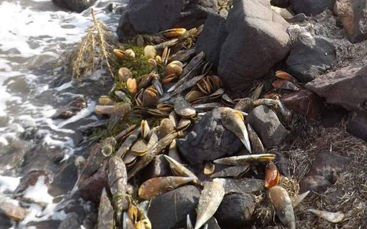 Αν γλυτώσει από τους&#8230; καλοφαγάδες, κινδυνεύει από ένα παράσιτο