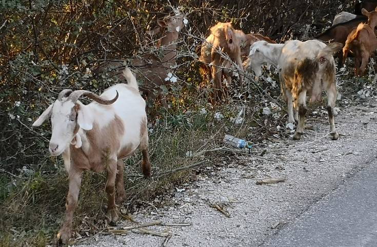 Το ελληνικό γάλα που μπορεί να αποτελέσει σημείο αναφοράς στην Ευρώπη