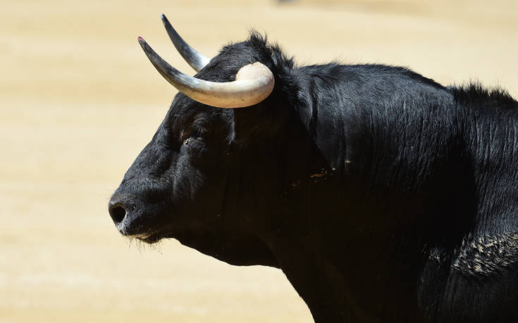 Λαμία: Κυνηγούσαν αφηνιασμένο ταύρο μέσα στην πόλη