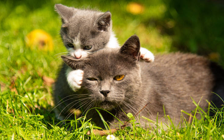 Δύο γάτες έσωσαν ζευγάρι από κατολίσθηση