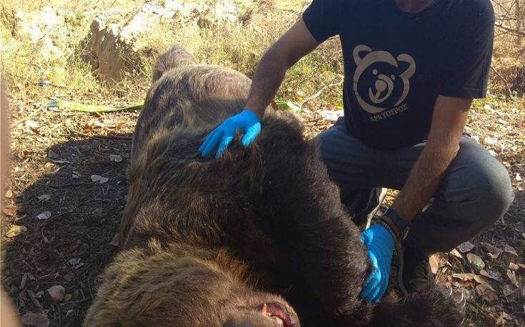 Νεκρή αρκούδα από τροχαίο στην Καστοριά