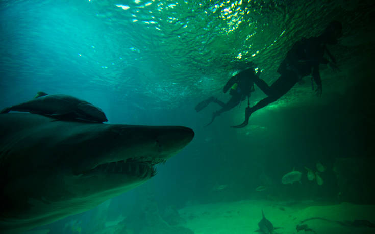 Γυμνιστής σέρφερ γλίτωσε τη ζωή του ρίχνοντας… κουτουλιές σε καρχαρία
