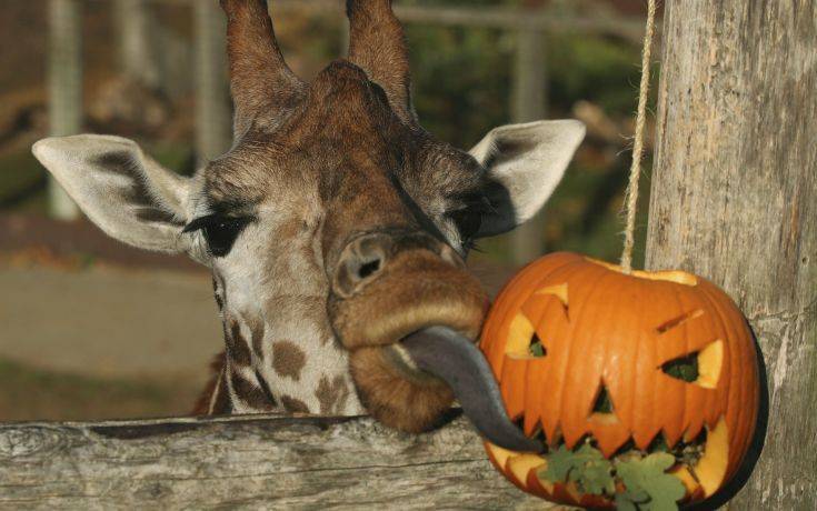 Halloween για… μαϊμούδες και καμηλοπαρδάλεις στο Ζωολογικό Κήπο του Λονδίνου