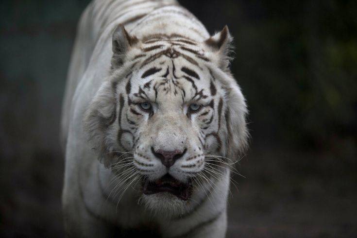 Λευκή τίγρης κατασπάραξε φύλακα ζωολογικού κήπου στην Ιαπωνία