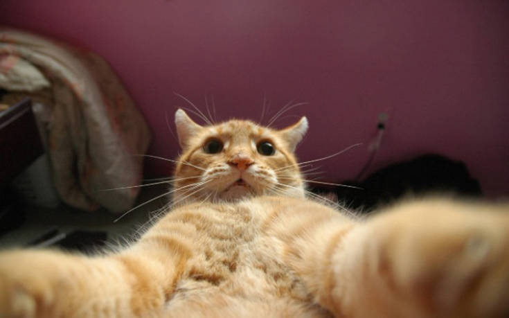 Γάτες που βγάζουν selfies