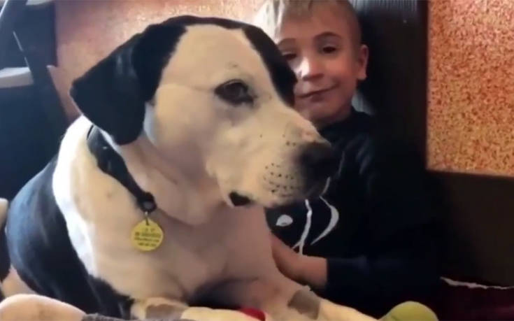Πώς ένα αγοράκι 7 χρονών έσωσε 1.200 σκυλιά