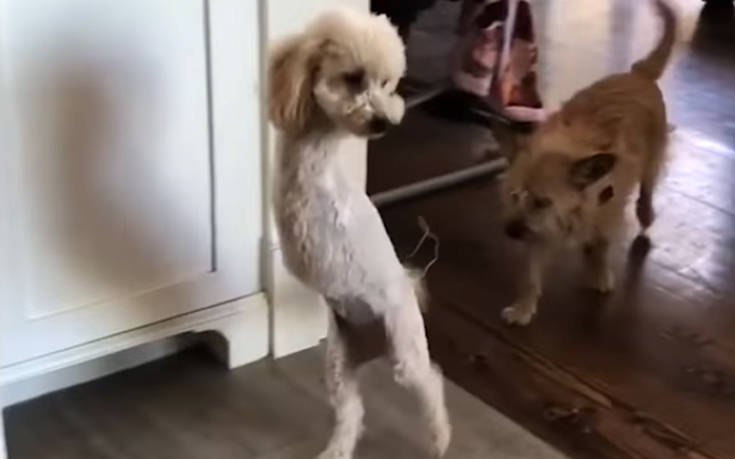 Σκύλος έμαθε να χοροπηδά στα πίσω πόδια όταν έχασε τα μπροστινά