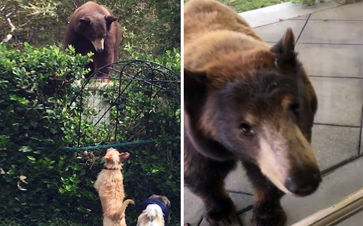 Οικογένεια από αρκούδες επισκέπτεται το ίδιο εξοχικό τα τελευταία 10 χρόνια
