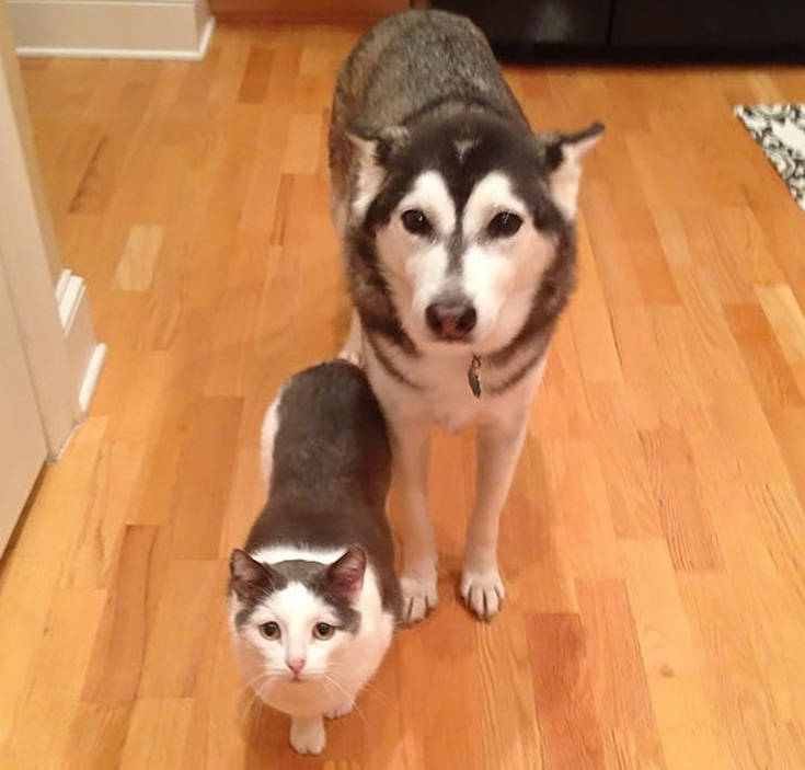 Ζώα που βρήκαν το δίδυμο αδερφό τους σε άλλο είδος