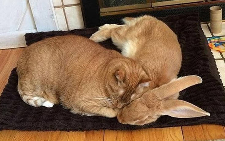 Ζώα που βρήκαν το δίδυμο αδερφό τους σε άλλο είδος