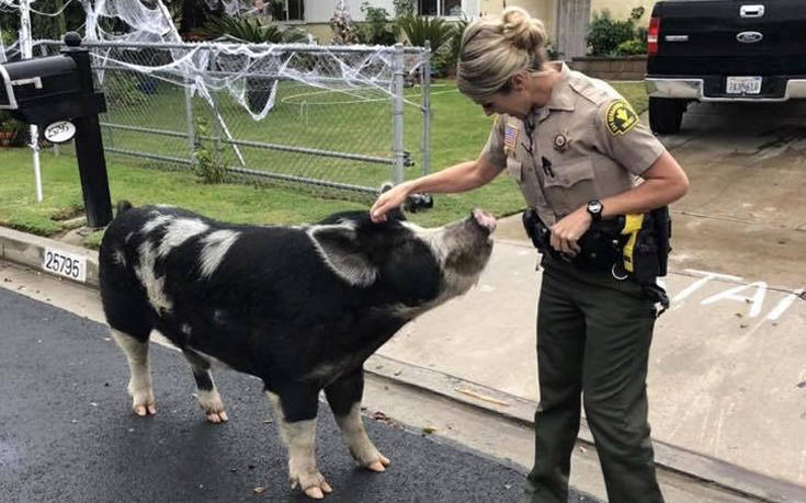 Ο αστείος τρόπος που αστυνομικοί απομάκρυναν ένα μεγάλο γουρούνι από το δρόμο