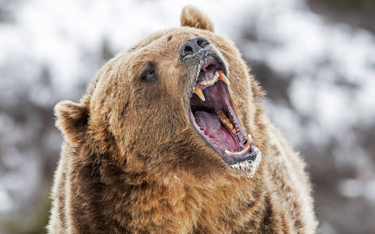 Κυνηγός παλεύει για τη ζωή του γιατί τον καταπλάκωσε η αρκούδα που σκότωσε
