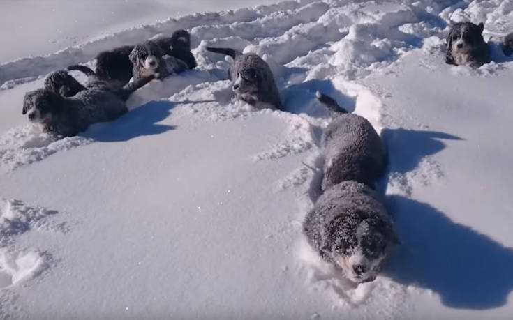Ζώα έρχονται σε επαφή με χιόνι και οι αντιδράσεις ποικίλουν