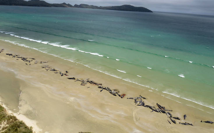 Περιβαλλοντική τραγωδία με 145 νεκρές φάλαινες στη Νέα Ζηλανδία