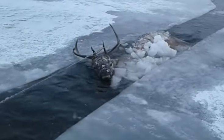 Κυνηγοί σώζουν ελάφι από παγωμένο ποτάμι