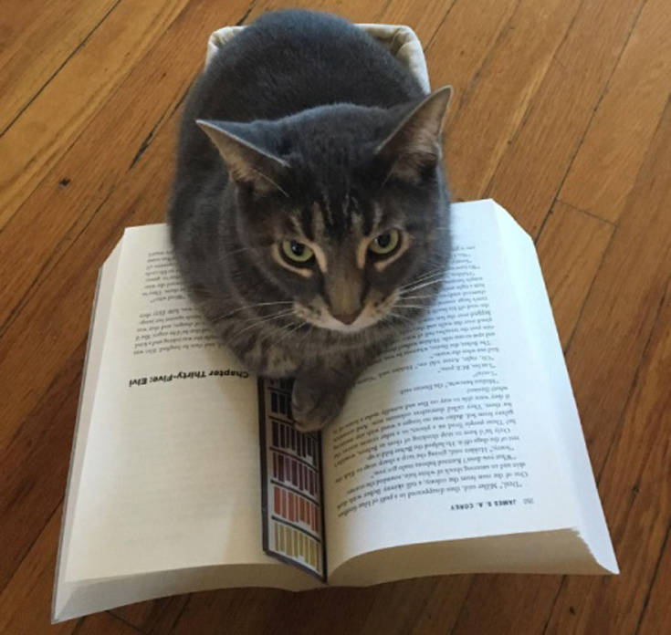 Όταν θες να διαβάσεις αλλά έχεις γάτα