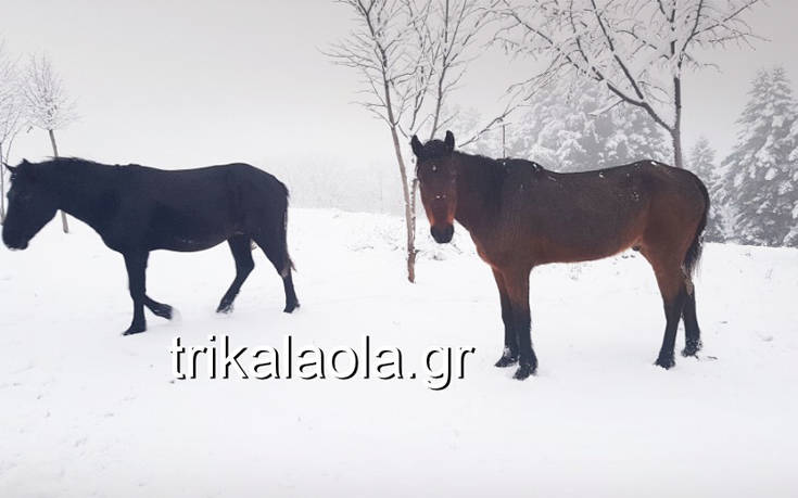 Εικόνες σαν ζωγραφιά από τα χιονισμένα Τρίκαλα