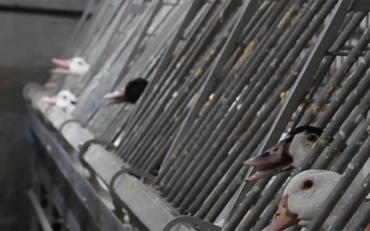 Το βίντεο που αποκαλύπτει όσα γίνονται μέσα σε ένα εκτροφείο φουά γκρα