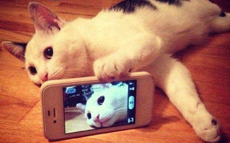 Γάτες και selfie