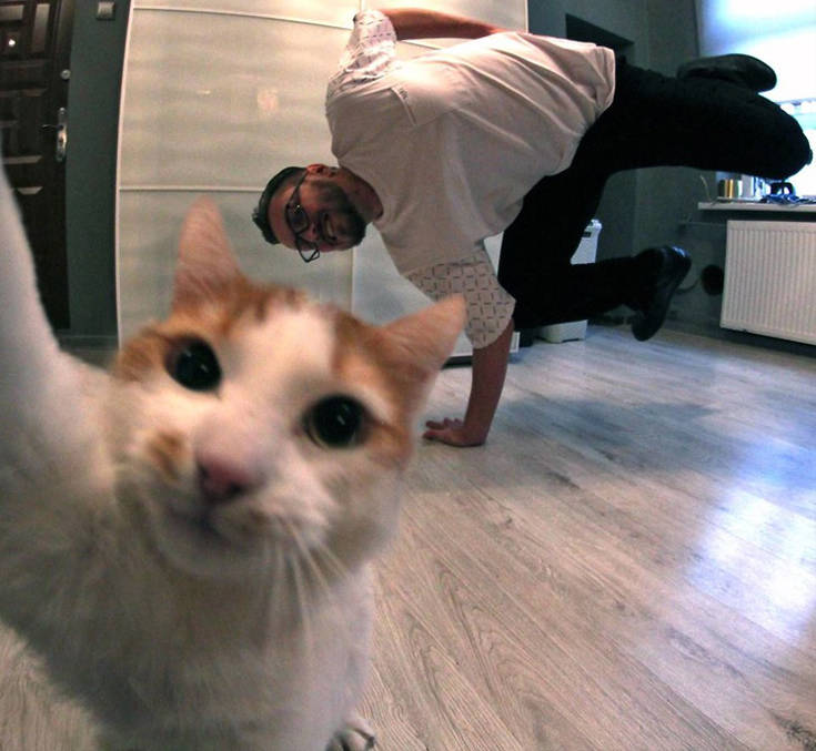 Γάτες και selfie