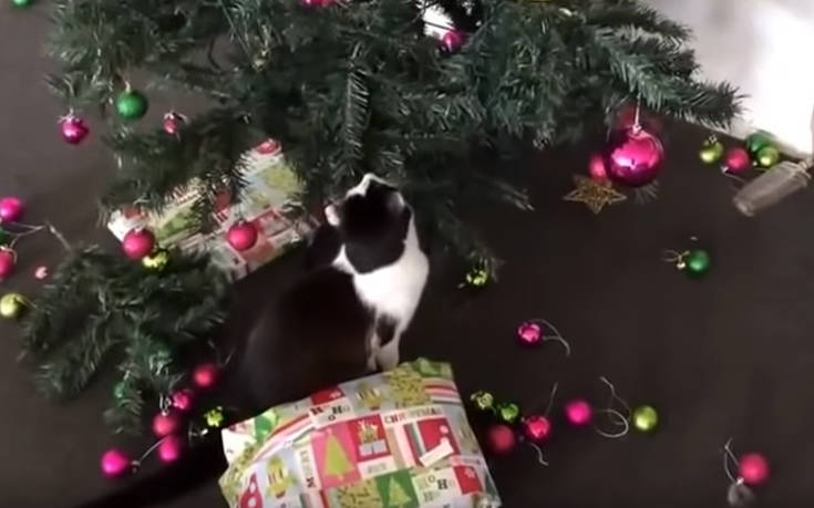 Γάτες εναντίον χριστουγεννιάτικων δέντρων 1-0