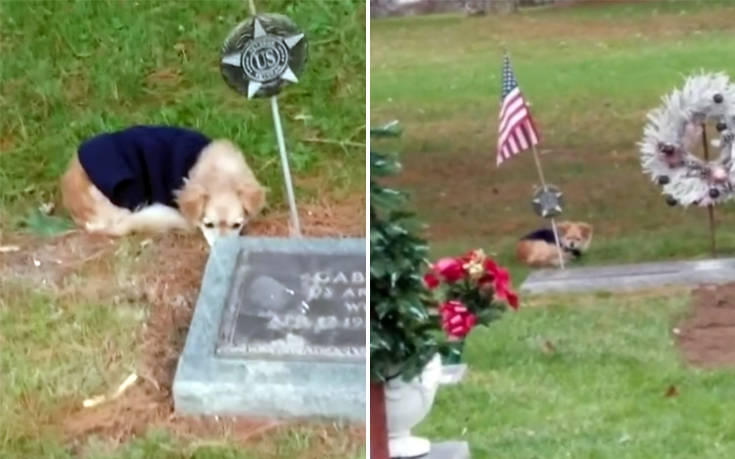 Η πιστή σκυλίτσα που αρνείται να φύγει από τον τάφο της αφεντικίνας της