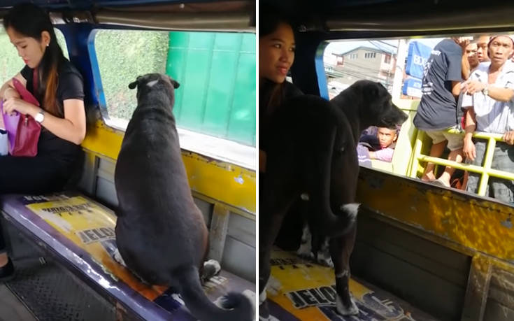 Ο σκύλος πήρε το… λεωφορείο για να προλάβει την ιδιοκτήτριά του