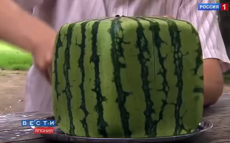 Αν νομίζετε ότι είστε γρήγοροι στη δουλειά σας δείτε αυτούς